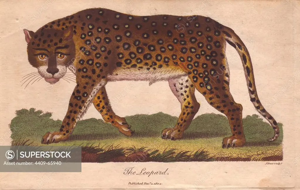 Leopard (Panthera pardus). Hand-colored copperplate engraving from Ebenezer Sibly's "Universal System of Natural History" 1794. The prolific Sibly published his Universal System of Natural History in 1794~1796 in five volumes covering the three natural worlds of fauna, flora and geology. The series included illustrations of mythical beasts such as the sukotyro and the mermaid, and depicted sloths sitting on the ground (instead of hanging from trees) and a domesticated female orang utan wearing a bandana. The engravings were by J. Pass, J. Chapman and Barlow copied from original drawings by famous natural history artists George Edwards, Albertus Seba, Maria Sybilla Merian, and Johann Ihle.