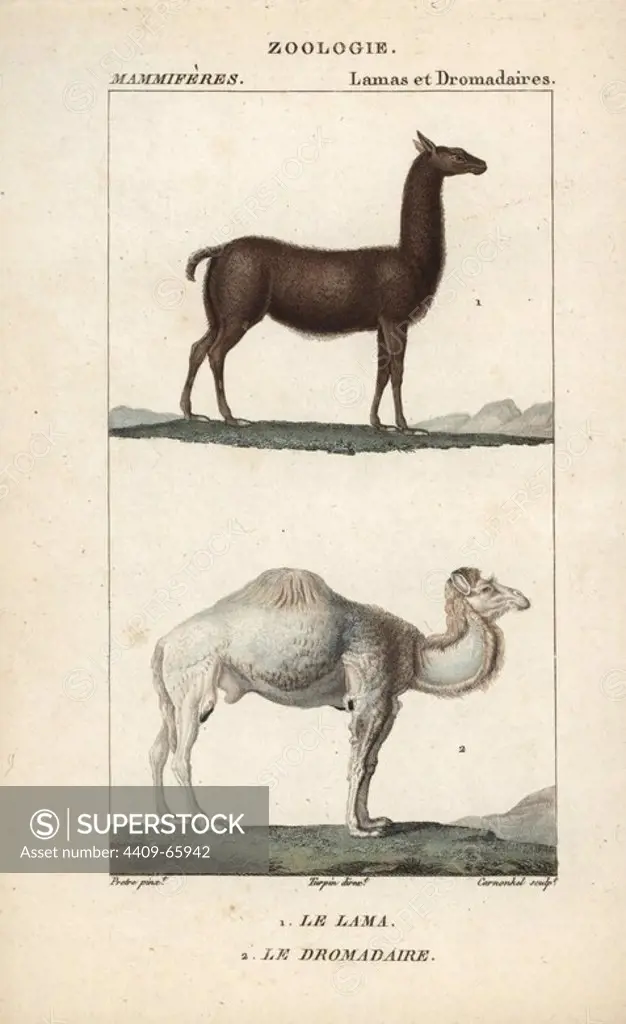 Llama, Lama glama, and dromedary camel, Camelus dromedarius. Handcoloured copperplate stipple engraving from Frederic Cuvier's "Dictionary of Natural Science: Mammals," Paris, France, 1816. Illustration by J. G. Pretre, engraved by Carnonkel, directed by Pierre Jean-Francois Turpin, and published by F.G. Levrault. Jean Gabriel Pretre (1780~1845) was painter of natural history at Empress Josephine's zoo and later became artist to the Museum of Natural History. Turpin (1775-1840) is considered one of the greatest French botanical illustrators of the 19th century.