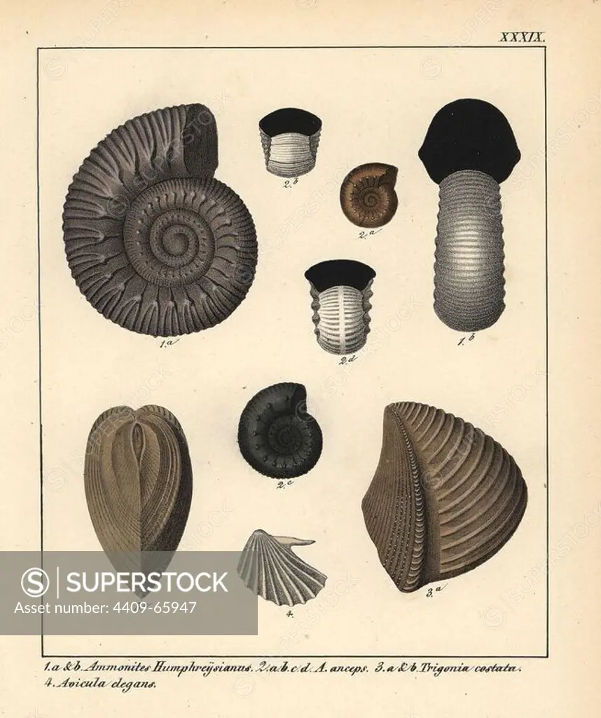 Extinct fossil gastropods: Ammonites Humphreysianus, A. anceps, Trigonia costata and Avicula elegans. Handcoloured lithograph by an unknown artist from Dr. F.A. Schmidt's "Petrefactenbuch," published in Stuttgart, Germany, 1855 by Verlag von Krais & Hoffmann. Dr. Schmidt's "Book of Petrification" introduced fossils and palaeontology to both the specialist and general reader.