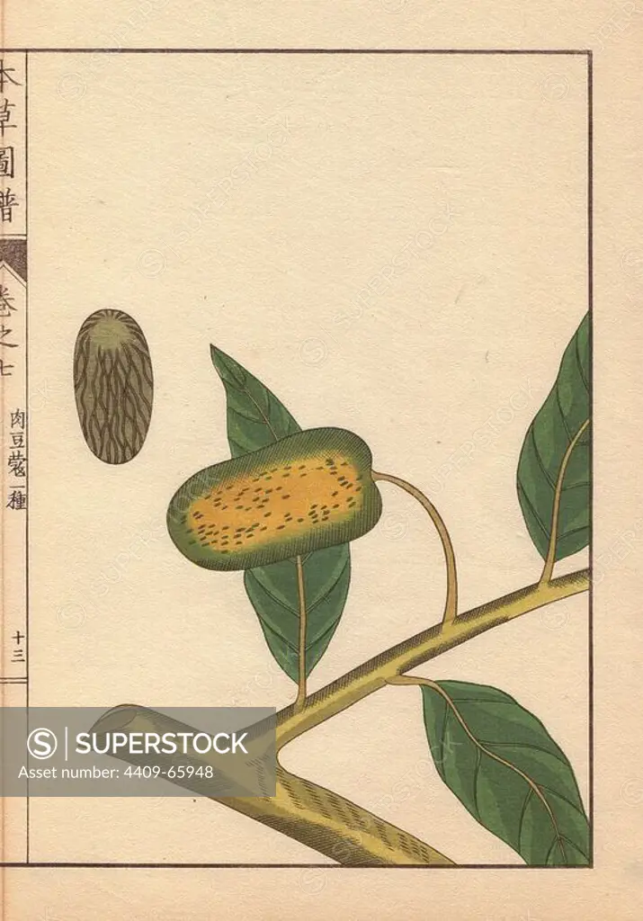 Green seeds and leaves of wild nutmeg and mace, Myristica fatua Houtt. Colour-printed woodblock engraving by Kan'en Iwasaki from "Honzo Zufu," an Illustrated Guide to Medicinal Plants, 1884. Iwasaki (1786-1842) was a Japanese botanist, entomologist and zoologist. He was one of the first Japanese botanists to incorporate western knowledge into his studies.