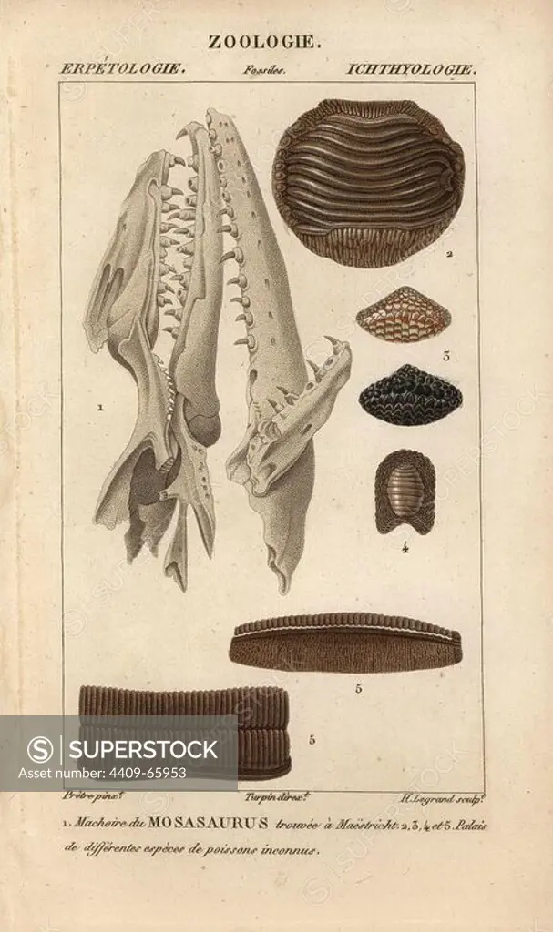 Jaw of a mosasaur, Mosasaurus, found in Maastricht, and fossil palates from various unknown fish. The mosasaur is a genus of extinct aquatic carnivorous lizards. Handcoloured copperplate stipple engraving from Jussieu's "Dictionnaire des Sciences Naturelles" 1816-1830. The volumes on fish and reptiles were edited by Hippolyte Cloquet, natural historian and doctor of medicine. Illustration by J.G. Pretre, engraved by H. Legrand, directed by Turpin, and published by F. G. Levrault. Jean Gabriel Pretre (1780~1845) was painter of natural history at Empress Josephine's zoo and later became artist to the Museum of Natural History.