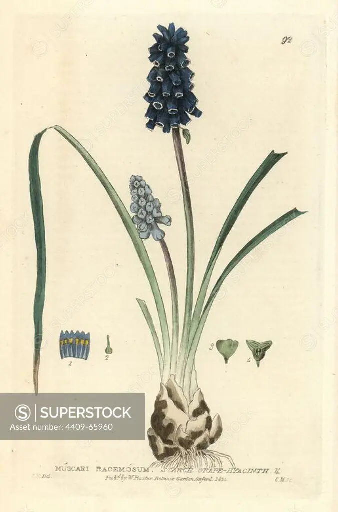 Starch grape-hyacinth, Muscari racemosum. Handcoloured copperplate engraving by Charles Mathews of a drawing by Isaac Russell from William Baxter's "British Phaenogamous Botany" 1834. Scotsman William Baxter (1788-1871) was the curator of the Oxford Botanic Garden from 1813 to 1854.
