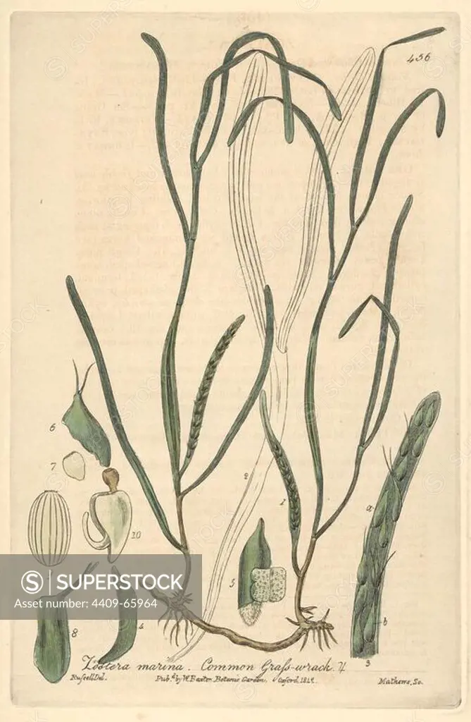 Common grass-wrack, Zostera marina. Handcoloured copperplate engraved by Charles Mathews from a drawing by Isaac Russell from William Baxter's "British Phaenogamous Botany," Oxford, 1841. Scotsman William Baxter (1788-1871) was the curator of the Oxford Botanic Garden from 1813 to 1854.