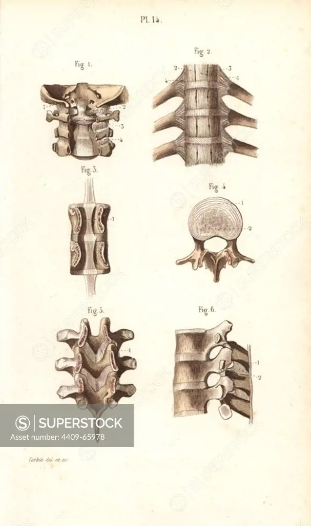 Neck and spinal column. Handcolored steel engraving by Corbie of a drawing by Corbie from Dr. Joseph Nicolas Masse's "Petit Atlas complet d'Anatomie descriptive du Corps Humain," Paris, 1864, published by Mequignon-Marvis. Masse's "Pocket Anatomy of the Human Body" was first published in 1848 and went through many editions.