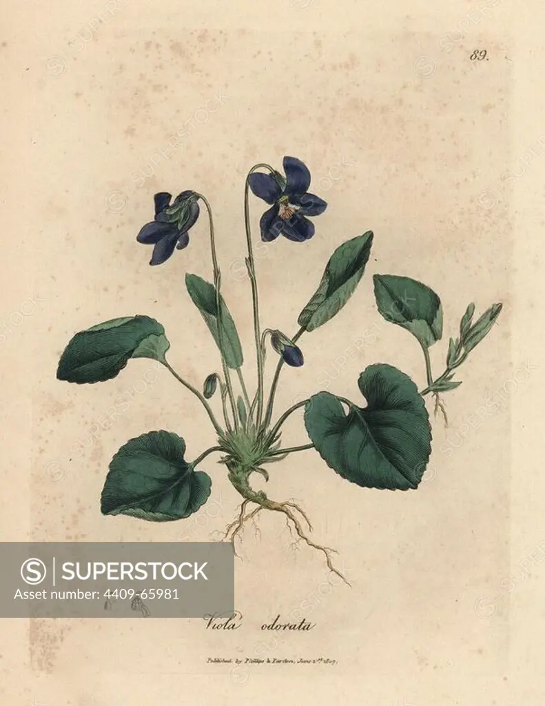 Purple flowered sweet violet, Viola odorata. Handcolored copperplate engraving from a botanical illustration by James Sowerby from William Woodville and Sir William Jackson Hooker's "Medical Botany" 1832. The tireless Sowerby (1757-1822) drew over 2,500 plants for Smith's mammoth "English Botany" (1790-1814) and 440 mushrooms for "Coloured Figures of English Fungi " (1797) among many other works.