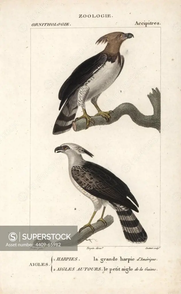 Harpy eagle, Harpia harpyja, and crested eagle, Morphnus guianensis. Handcoloured copperplate stipple engraving from Dumont de Sainte-Croix's "Dictionary of Natural Science: Ornithology," Paris, France, 1816-1830. Illustration by J. G. Pretre, engraved by Coutant, directed by Pierre Jean-Francois Turpin, and published by F.G. Levrault. Jean Gabriel Pretre (1780~1845) was painter of natural history at Empress Josephine's zoo and later became artist to the Museum of Natural History. Turpin (1775-1840) is considered one of the greatest French botanical illustrators of the 19th century.