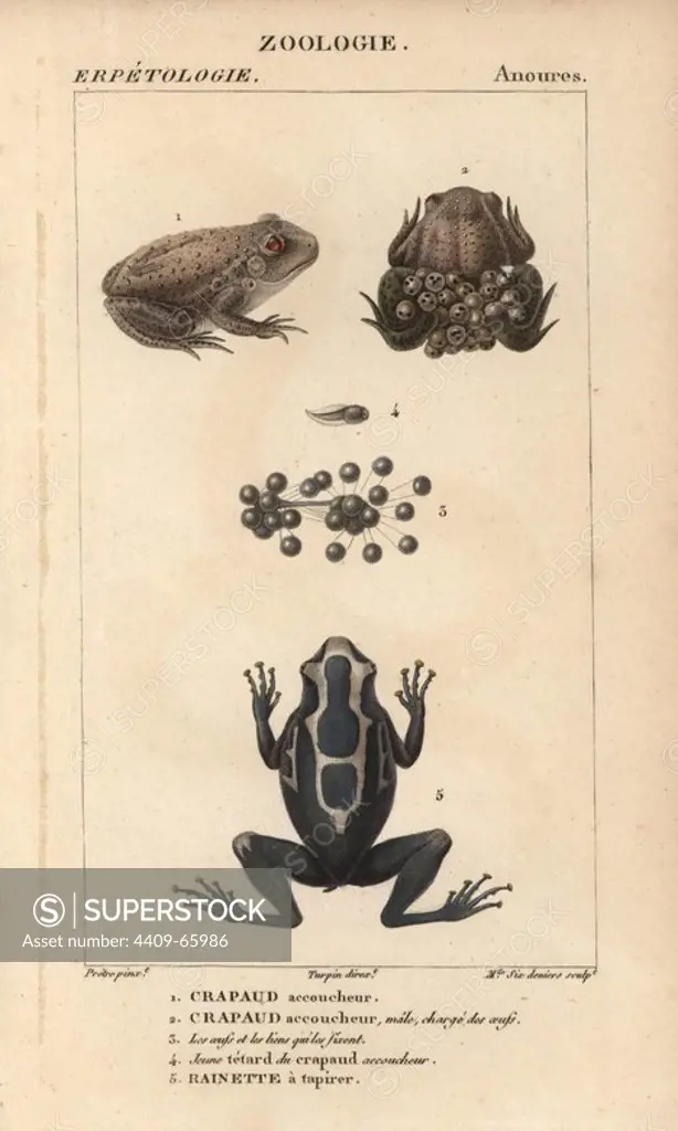 Midwife toad, crapaud accoucheur, Alytes obstetricans, the male carrying eggs, a tadpole, and dyeing dart frog, rainette a tapirer, Dendrobates tinctorius. Handcoloured copperplate stipple engraving from Jussieu's "Dictionnaire des Sciences Naturelles" 1816-1830. The volumes on fish and reptiles were edited by Hippolyte Cloquet, natural historian and doctor of medicine. Illustration by J.G. Pretre, engraved by Miss Sixdeniers, directed by Turpin, and published by F. G. Levrault. Jean Gabriel Pretre (1780~1845) was painter of natural history at Empress Josephine's zoo and later became artist to the Museum of Natural History.
