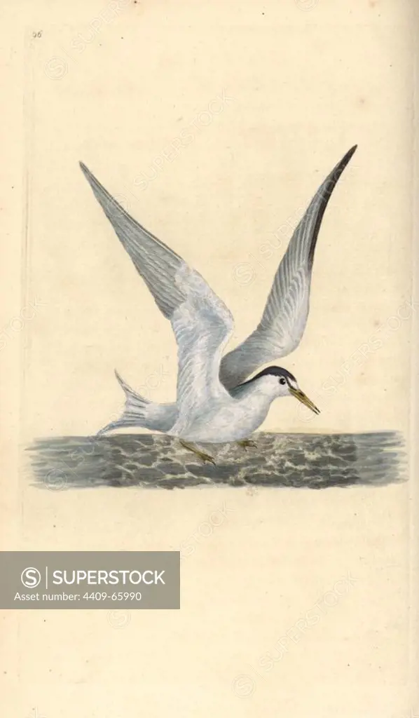 Lesser or little tern, Sternula albifrons. Handcoloured copperplate drawn and engraved by Edward Donovan from his own "Natural History of British Birds," London, 1794-1819. Edward Donovan (1768-1837) was an Anglo-Irish amateur zoologist, writer, artist and engraver. He wrote and illustrated a series of volumes on birds, fish, shells and insects, opened his own museum of natural history in London, but later he fell on hard times and died penniless.
