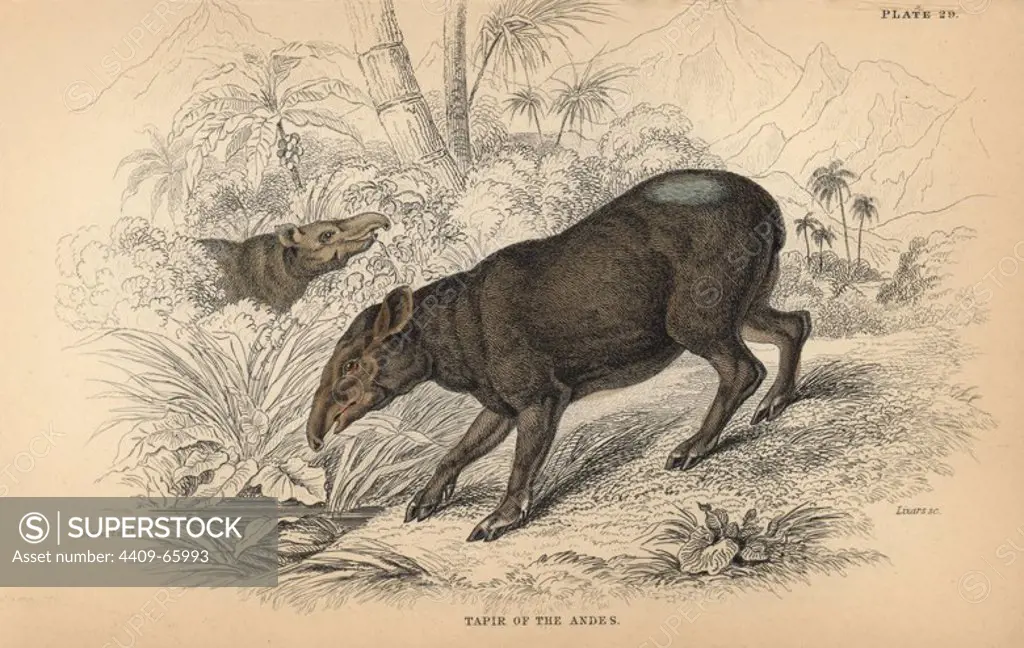 Tapir of the Andes, South American or Brazilian tapir, Tapirus terrestris, vulnerable. Handcoloured engraving on steel by William Lizars from a drawing by James Stewart from Sir William Jardine's "Naturalist's Library: Mammalia, Pachydermes or Thick-Skinned Quadrupeds" published by W. H. Lizars, Edinburgh, 1836.