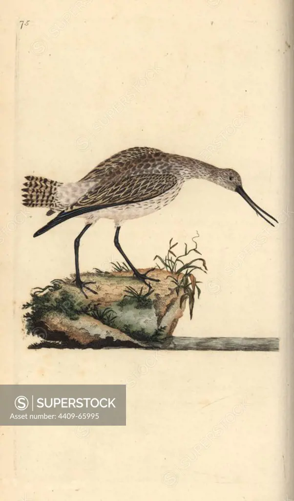 Bar-tailed godwit, Limosa lapponica. Handcoloured copperplate drawn and engraved by Edward Donovan from his own "Natural History of British Birds," London, 1794-1819. Edward Donovan (1768-1837) was an Anglo-Irish amateur zoologist, writer, artist and engraver. He wrote and illustrated a series of volumes on birds, fish, shells and insects, opened his own museum of natural history in London, but later he fell on hard times and died penniless.