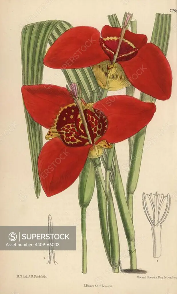 Tigridia pringlei, crimson tiger flower native to Mexico. Hand-coloured botanical illustration drawn by Matilda Smith and lithographed by John Nugent Fitch from Joseph Dalton Hooker's "Curtis's Botanical Magazine," 1889, L. Reeve & Co. A second-cousin and pupil of Sir Joseph Dalton Hooker, Matilda Smith (1854-1926) was the main artist for the Botanical Magazine from 1887 until 1920 and contributed 2,300 illustrations.
