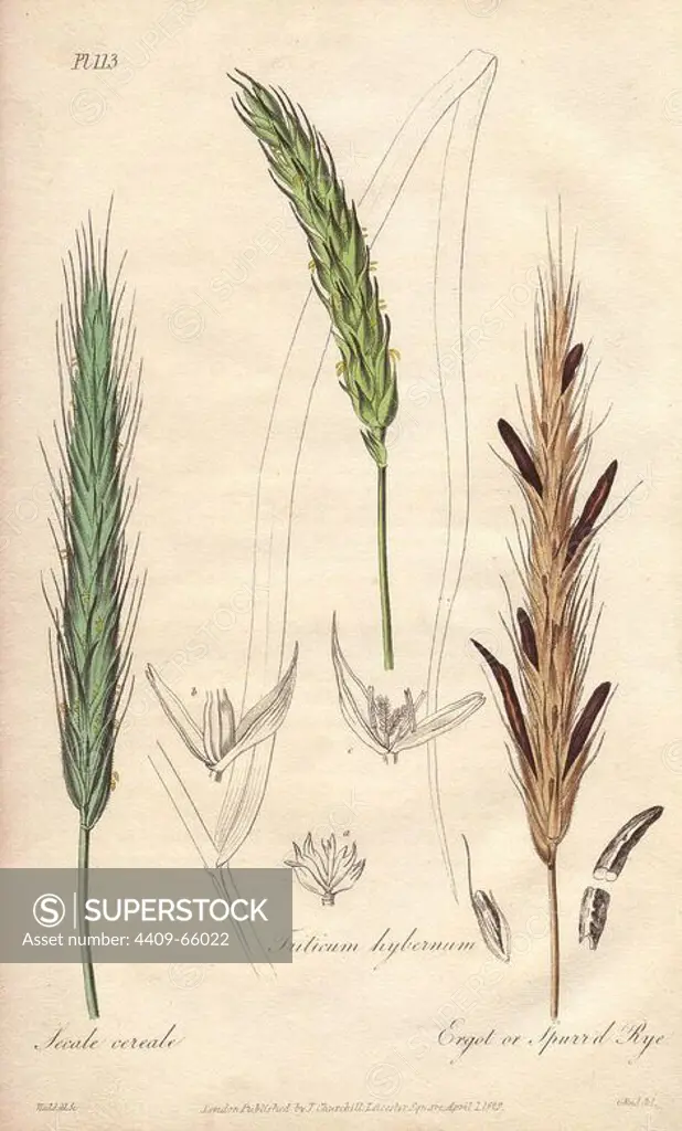 Rye, Secale cereale, wheat, Triticum aestivum, and ergot or spurred rye, Secale cornutum. Handcoloured botanical illustration drawn by G. Reid and engraved on steel by Weddell from John Stephenson and James Morss Churchill's "Medical Botany: or Illustrations and descriptions of the medicinal plants of the London, Edinburgh, and Dublin pharmacopias," John Churchill, London, 1831.