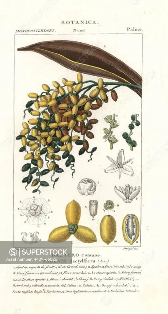 Date palm, fruit, Phoenix dactylifera. Handcoloured copperplate stipple engraving from Antoine Jussieu's "Dictionary of Natural Science," Florence, Italy, 1837. Illustration by Turpin, engraved by Stanghi, directed by Pierre Jean-Francois Turpin, and published by Batelli e Figli. Turpin (1775-1840) is considered one of the greatest French botanical illustrators of the 19th century.