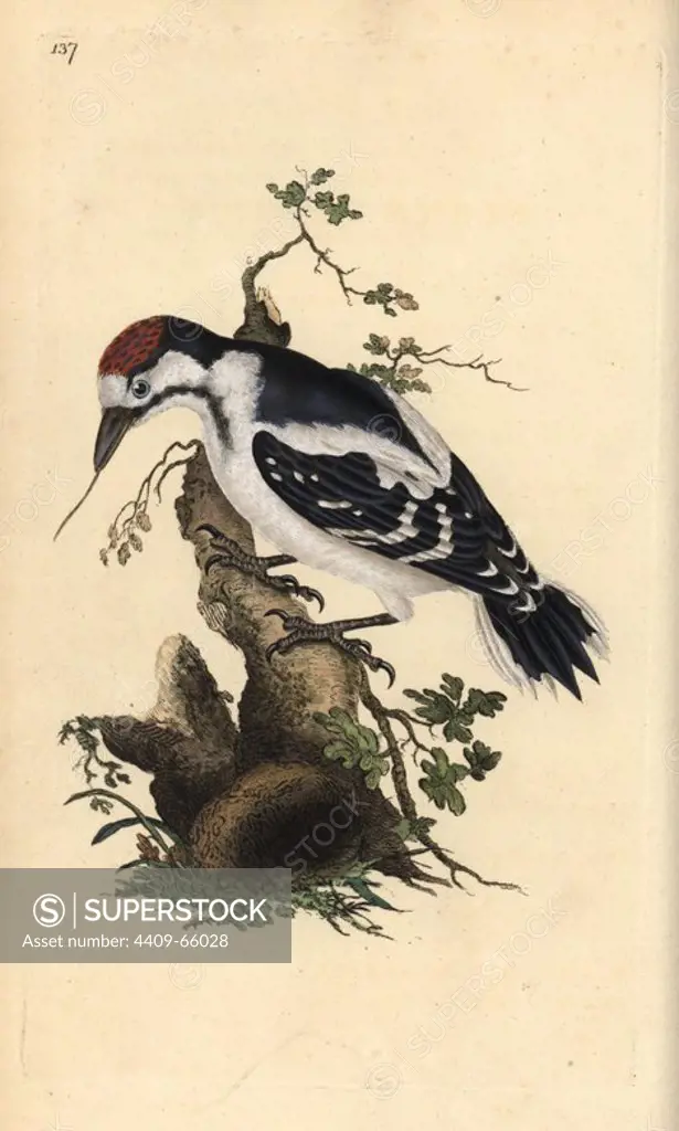 Middle spotted woodpecker, Dendrocopos medius. Handcoloured copperplate drawn and engraved by Edward Donovan from his own "Natural History of British Birds," London, 1794-1819. Edward Donovan (1768-1837) was an Anglo-Irish amateur zoologist, writer, artist and engraver. He wrote and illustrated a series of volumes on birds, fish, shells and insects, opened his own museum of natural history in London, but later he fell on hard times and died penniless.