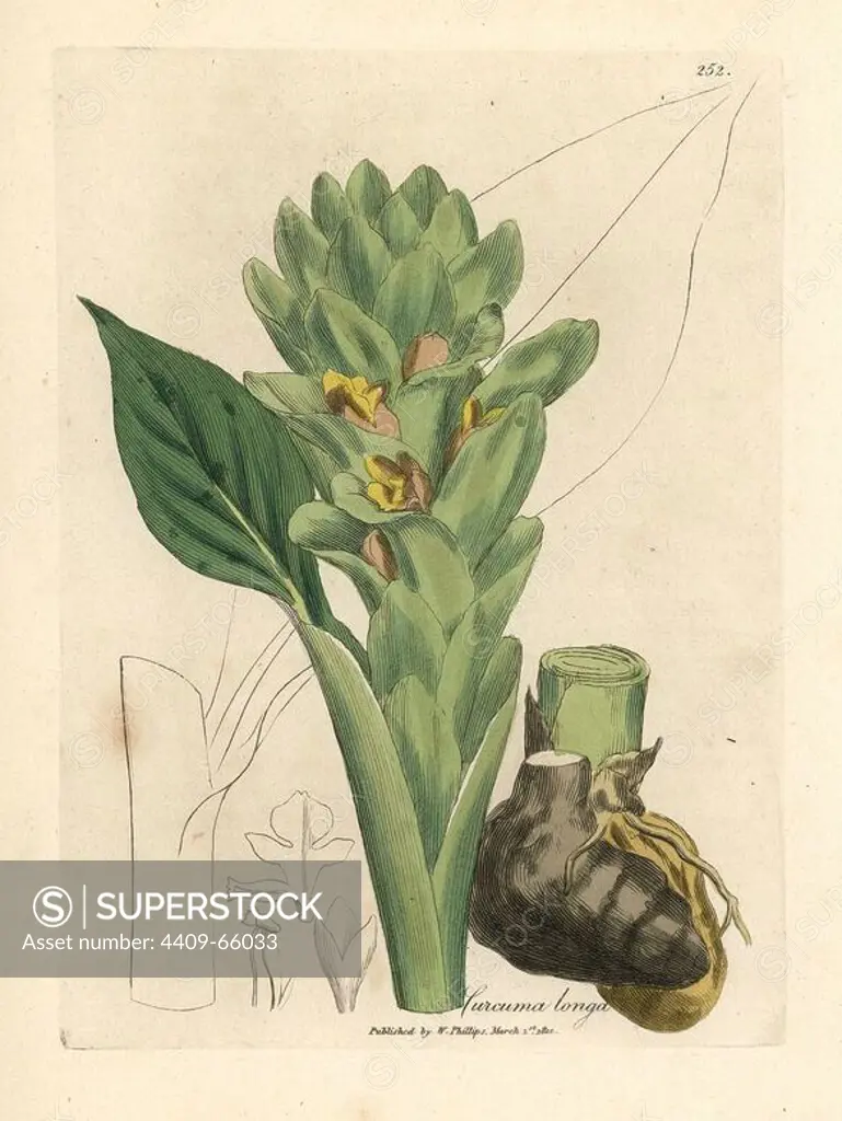 Root rhizome, leaves and yellow flowers of the long-rooted turmeric, Curcuma longa. Handcolored copperplate engraving from a botanical illustration by James Sowerby from William Woodville and Sir William Jackson Hooker's "Medical Botany" 1832. The tireless Sowerby (1757-1822) drew over 2,500 plants for Smith's mammoth "English Botany" (1790-1814) and 440 mushrooms for "Coloured Figures of English Fungi " (1797) among many other works.