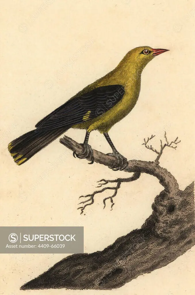 Golden oriole, Oriolus oriolus. Handcoloured copperplate drawn and engraved by George Graves from his own "British Ornithology," Walworth, 1815. Graves was a bookseller, publisher, artist, engraver and colorist and worked on botanical and ornithological books.