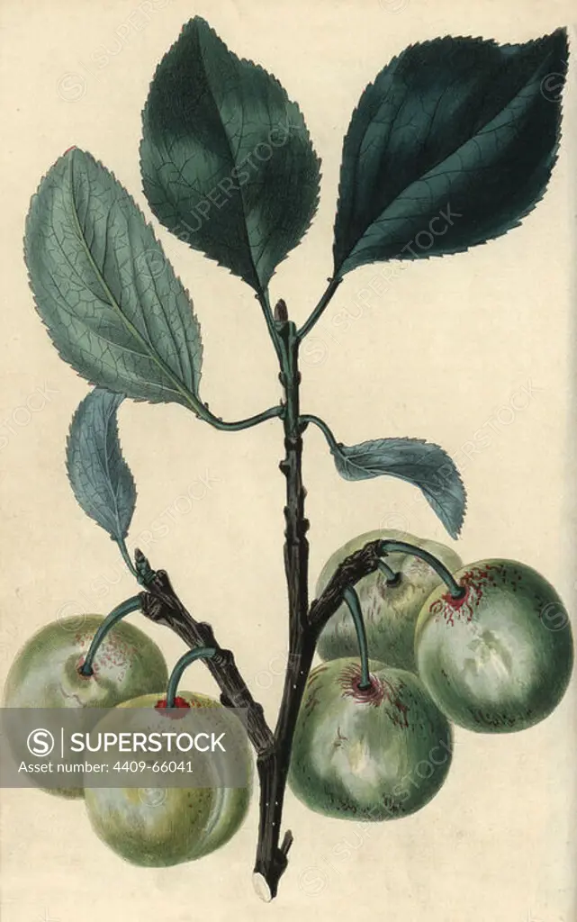 Fruit and leaves of the greengage plum, Prunus domestica italica. Hand-colored illustration by E.D. Smith engraved by Watts from Charles McIntosh's "Flora and Pomona" 1829. McIntosh (1794-1864) was a Scottish gardener to European aristocracy and royalty, and author of many book on gardening. E.D. Smith was a botanical artist who drew for Robert Sweet, Benjamin Maund, etc.