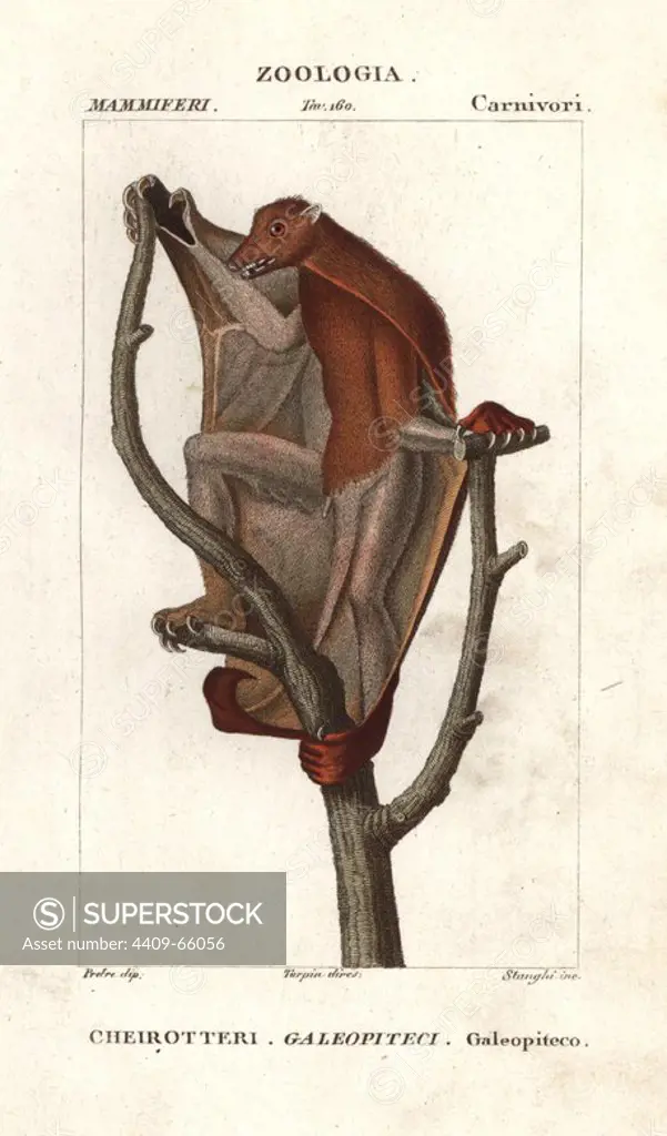 Sunda flying lemur, Galeopterus variegatus. Handcoloured copperplate stipple engraving from Jussieu's "Dictionary of Natural Science," Florence, Italy, 1837. Illustration by J. G. Pretre, engraved by Stanghi, directed by Pierre Jean-Francois Turpin, and published by Batelli e Figli. Jean Gabriel Pretre (1780~1845) was painter of natural history at Empress Josephine's zoo and later became artist to the Museum of Natural History. Turpin (1775-1840) is considered one of the greatest French botanical illustrators of the 19th century.