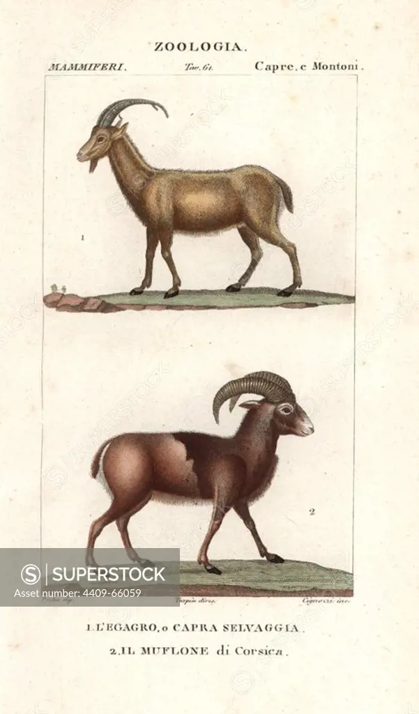Wild goat, Capra aegagrus, and mouflon of Corsica, Ovis aries orientalis. Handcoloured copperplate stipple engraving from Jussieu's "Dictionary of Natural Science," Florence, Italy, 1837. Illustration by J. G. Pretre, engraved by Cignozzi, directed by Pierre Jean-Francois Turpin, and published by Batelli e Figli. Jean Gabriel Pretre (1780~1845) was painter of natural history at Empress Josephine's zoo and later became artist to the Museum of Natural History. Turpin (1775-1840) is considered one of the greatest French botanical illustrators of the 19th century.