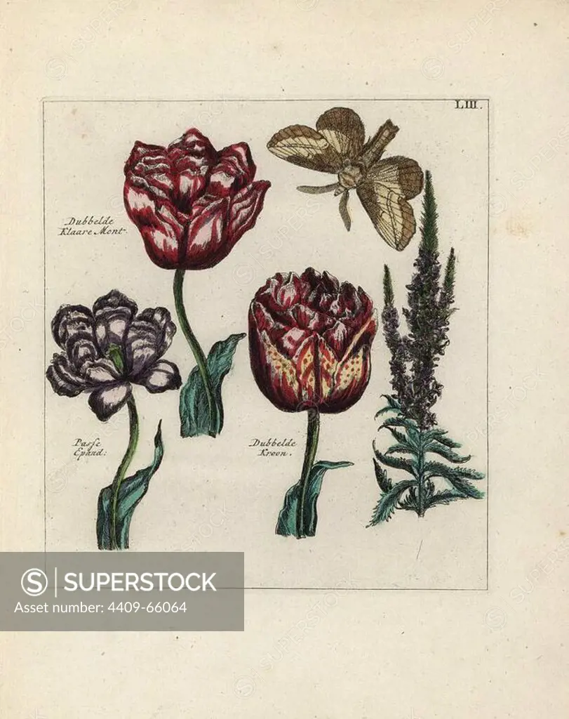 Dubbelde Klaare Mont, Passe Espand and Dubbelde Kroon tulips, Tulipa gesneriana, with moth. Handcoloured copperplate botanical engraving from "Nederlandsch Bloemwerk" (Dutch Flower Arrangements), Amsterdam, J.B. Elwe, 1794. The artist of the fine plates is a mystery: the title bouquet has the signature of Paul Theodor van Brussel (1754-1795), the Dutch flower painter, and one auricula is "drawn from life" by A. Bres. According to Hunt, 30 plates show the influence of the famous French artist Nicolas Robert (1614-1685).