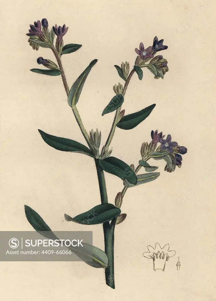 Dyer's bugloss or alkanet, Anchusa tinctoria. Handcoloured copperplate engraving from a botanical illustration by James Sowerby from William Woodville and Sir William Jackson Hooker's "Medical Botany," John Bohn, London, 1832. The tireless Sowerby (1757-1822) drew over 2, 500 plants for Smith's mammoth "English Botany" (1790-1814) and 440 mushrooms for "Coloured Figures of English Fungi " (1797) among many other works.