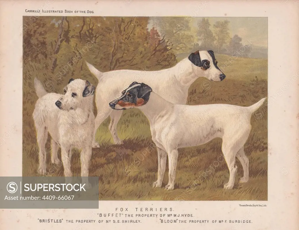 Fox Terriers: "Buffet, " "Bristles" and "Bloom." Fine chromolithograph from Cassell's "Illustrated Book of the Dog" 1881. Author Vero Kemball Shaw (1854-1905) wrote many books about dogs and horses, and encyclopedic guides to kennels, stables and poultry yards.
