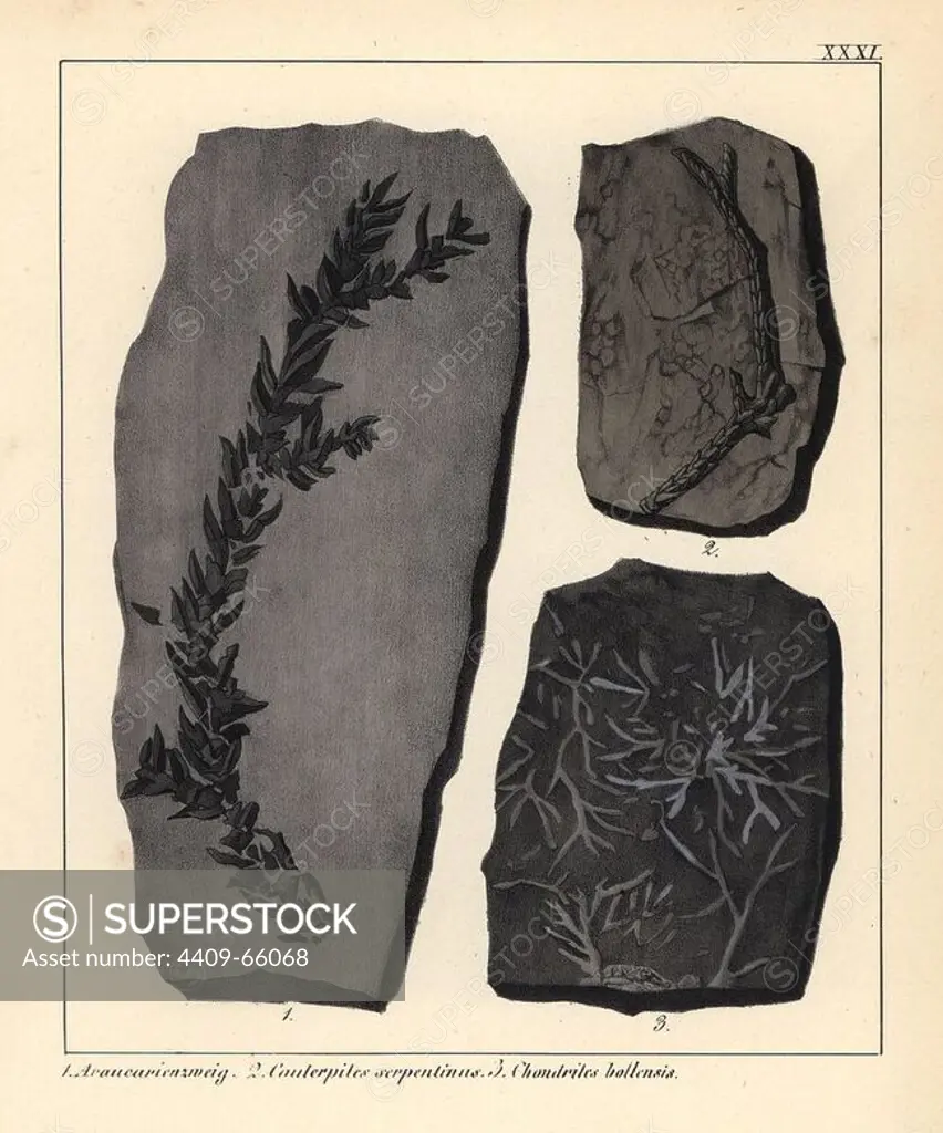 Extinct fossil plants: Araucaria, Cauterpites serpentinus and Chondrites bollensis. Handcoloured lithograph by an unknown artist from Dr. F.A. Schmidt's "Petrefactenbuch," published in Stuttgart, Germany, 1855 by Verlag von Krais & Hoffmann. Dr. Schmidt's "Book of Petrification" introduced fossils and palaeontology to both the specialist and general reader.