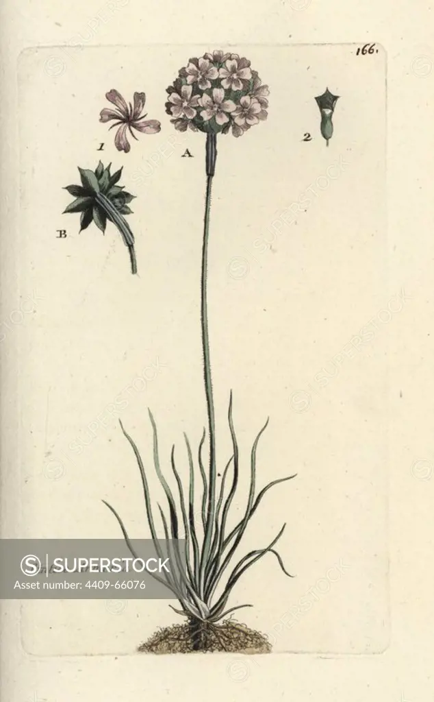 Sea thrift, Statice armeria. Handcoloured botanical drawn and engraved by Pierre Bulliard from his own "Flora Parisiensis," 1776, Paris, P. F. Didot. Pierre Bulliard (1752-1793) was a famous French botanist who pioneered the three-colour-plate printing technique. His introduction to the flowers of Paris included 640 plants.