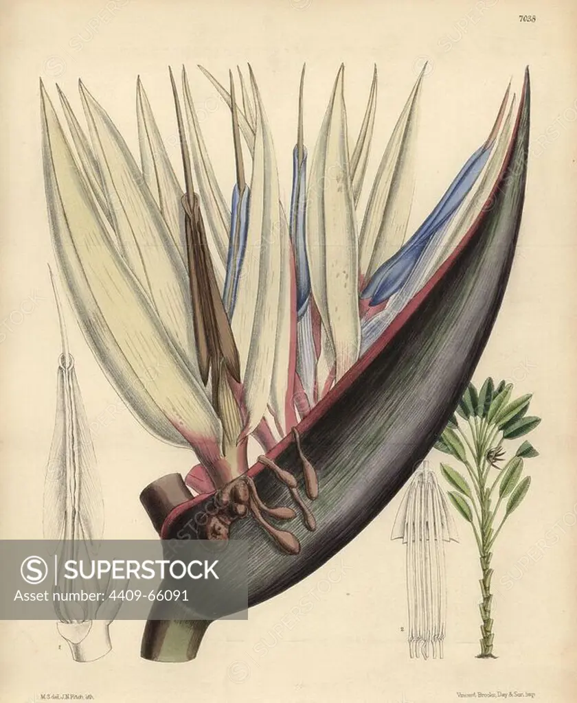 Strelitzia nicolai, blue bird-of-paradise flower, native of South Africa. Hand-coloured botanical illustration drawn by Matilda Smith and lithographed by J.N. Fitch from Joseph Dalton Hooker's "Curtis's Botanical Magazine," 1889, L. Reeve & Co. A second-cousin and pupil of Sir Joseph Dalton Hooker, Matilda Smith (1854-1926) was the main artist for the Botanical Magazine from 1887 until 1920 and contributed 2,300 illustrations.