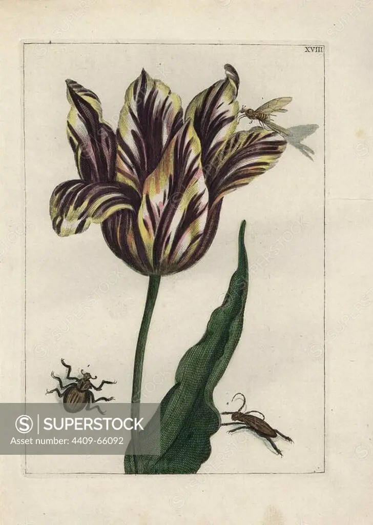 Tulip variety, with various insects and beetles. Handcoloured copperplate botanical engraving from "Nederlandsch Bloemwerk" (Dutch Flower Arrangements), Amsterdam, J.B. Elwe, 1794. The artist of this fine plate is a mystery: the title bouquet has the signature of Paul Theodor van Brussel (1754-1795), the Dutch flower painter, and one auricula is "drawn from life" by A. Bres. According to Hunt, 30 plates show the influence of the famous French artist Nicolas Robert (1614-1685).