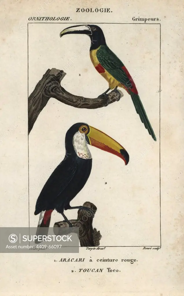 Green-billed or red-breasted toucan, Ramphastos dicolorus, and toco toucan, Ramphastos toco. Handcoloured copperplate stipple engraving from Dumont de Sainte-Croix's "Dictionary of Natural Science: Ornithology," Paris, France, 1816-1830. Illustration by J. G. Pretre, engraved by Boure, directed by Pierre Jean-Francois Turpin, and published by F.G. Levrault. Jean Gabriel Pretre (1780~1845) was painter of natural history at Empress Josephine's zoo and later became artist to the Museum of Natural History. Turpin (1775-1840) is considered one of the greatest French botanical illustrators of the 19th century.