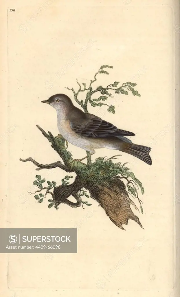 Orphean warbler, Sylvia hortensis, or greater pettychaps. Handcoloured copperplate drawn and engraved by Edward Donovan from his own "Natural History of British Birds," London, 1794-1819. Edward Donovan (1768-1837) was an Anglo-Irish amateur zoologist, writer, artist and engraver. He wrote and illustrated a series of volumes on birds, fish, shells and insects, opened his own museum of natural history in London, but later he fell on hard times and died penniless.