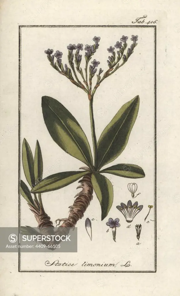 Sea lavender, Limonium vulgare. Handcoloured copperplate botanical engraving from Johannes Zorn's "Afbeelding der Artseny-Gewassen," Jan Christiaan Sepp, Amsterdam, 1796. Zorn first published his illustrated medical botany in Nurnberg in 1780 with 500 plates, and a Dutch edition followed in 1796 published by J.C. Sepp with an additional 100 plates. Zorn (1739-1799) was a German pharmacist and botanist who collected medical plants from all over Europe for his "Icones plantarum medicinalium" for apothecaries and doctors.