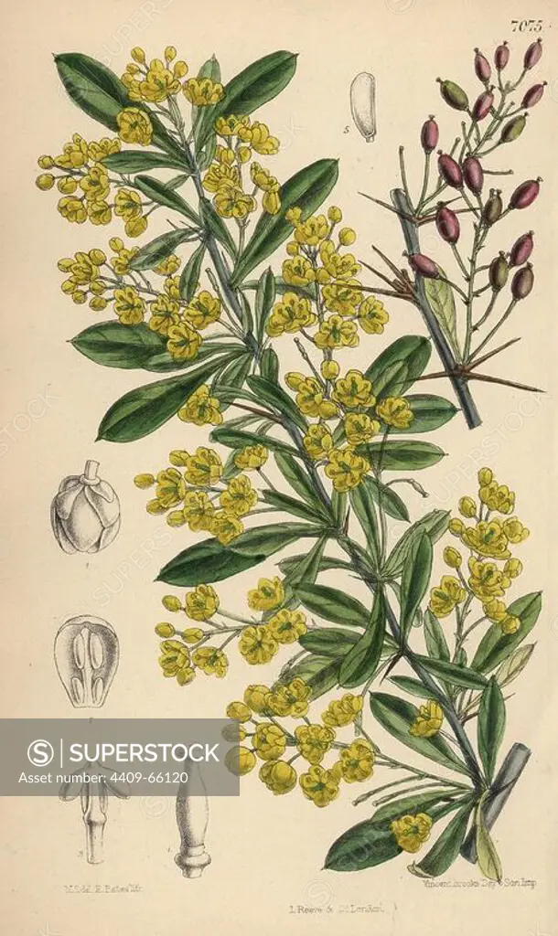 Berberis lycium, yellow flowered barberry shrub from the western Himalayas. Hand-coloured botanical illustration drawn by Matilda Smith and lithographed by E. Bates from Joseph Dalton Hooker's "Curtis's Botanical Magazine," 1889, L. Reeve & Co. A second-cousin and pupil of Sir Joseph Dalton Hooker, Matilda Smith (1854-1926) was the main artist for the Botanical Magazine from 1887 until 1920 and contributed 2,300 illustrations.