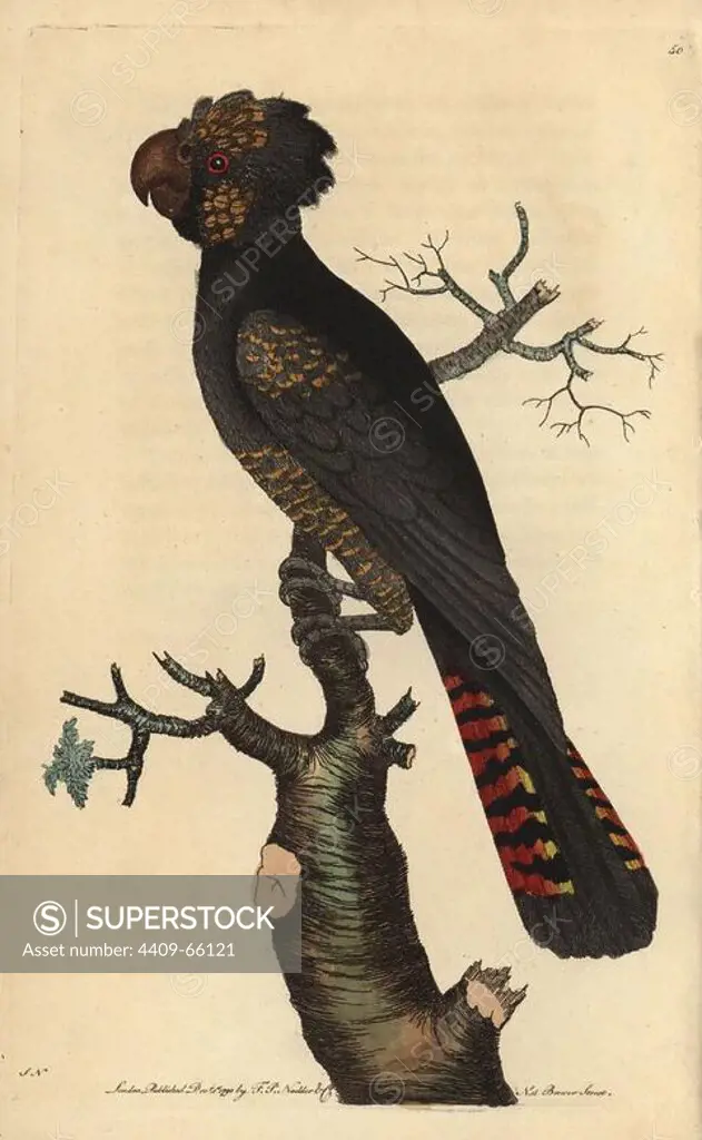 Red-tailed Black Cockatoo (Calyptorhynchus banksii, Calyptorhynchus magnificus), Banksian or Bank's Black Cockatoo. Illustration signed SN (George Shaw and Frederick Nodder).. Handcolored copperplate engraving from George Shaw and Frederick Nodder's "The Naturalist's Miscellany" 1790.. Frederick Polydore Nodder (1751~1801) was a gifted natural history artist and engraver. Nodder honed his draftsmanship working on Captain Cook and Joseph Banks' Florilegium and engraving Sydney Parkinson's sketches of Australian plants. He was made "botanic painter to her majesty" Queen Charlotte in 1785. Nodder also drew the botanical studies in Thomas Martyn's Flora Rustica (1792) and 38 Plates (1799). Most of the 1,064 illustrations of animals, birds, insects, crustaceans, fishes, marine life and microscopic creatures for the Naturalist's Miscellany were drawn, engraved and published by Frederick Nodder's family. Frederick himself drew and engraved many of the copperplates until his death. His wife E