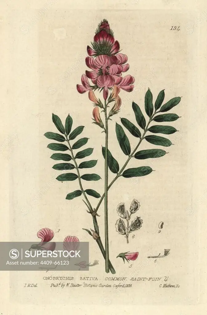 Common sain-foin, Onobrychis sativa. Handcoloured copperplate engraving by Charles Mathews of a drawing by Isaac Russell from William Baxter's "British Phaenogamous Botany" 1835. Scotsman William Baxter (1788-1871) was the curator of the Oxford Botanic Garden from 1813 to 1854.