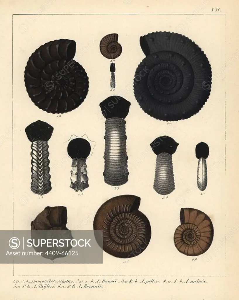 Ammonites costatus; A. Danoei, A. pettos, A. natrix, A. Taylori and A. Bronnii. Fossils of extinct encephalopod ammonites. Handcoloured lithograph by an unknown artist from Dr. F.A. Schmidt's "Petrefactenbuch," published in Stuttgart, Germany, 1855 by Verlag von Krais & Hoffmann. Dr. Schmidt's "Book of Petrification" introduced fossils and palaeontology to both the specialist and general reader.
