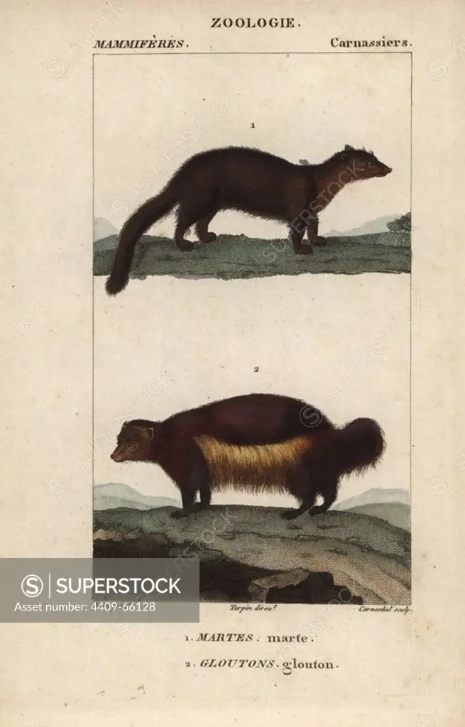 Marten, Martes martes, and wolverine, Gulo gulo. Handcoloured copperplate stipple engraving from Frederic Cuvier's "Dictionary of Natural Science: Mammals," Paris, France, 1816. Illustration by J. G. Pretre, engraved by Carnonkel, directed by Pierre Jean-Francois Turpin, and published by F.G. Levrault. Jean Gabriel Pretre (1780~1845) was painter of natural history at Empress Josephine's zoo and later became artist to the Museum of Natural History. Turpin (1775-1840) is considered one of the greatest French botanical illustrators of the 19th century.