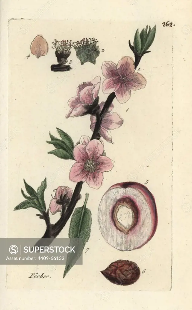 Peach, Amygdalus persica. Handcoloured botanical drawn and engraved by Pierre Bulliard from his own "Flora Parisiensis," 1776, Paris, P. F. Didot. Pierre Bulliard (1752-1793) was a famous French botanist who pioneered the three-colour-plate printing technique. His introduction to the flowers of Paris included 640 plants.