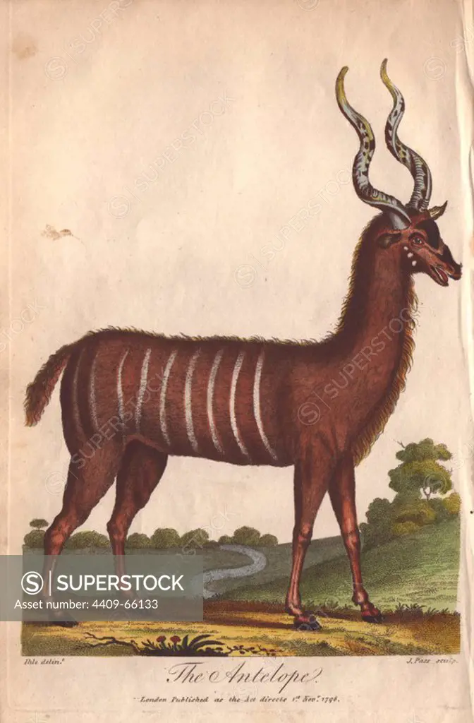 Antelope or impala Aepyceros melampus . Hand-colored copperplate engraving from a drawing by Johann Ihle from Ebenezer Sibly's "Universal System of Natural History" 1794. The prolific Sibly published his Universal System of Natural History in 1794~1796 in five volumes covering the three natural worlds of fauna, flora and geology. The series included illustrations of mythical beasts such as the sukotyro and the mermaid, and depicted sloths sitting on the ground (instead of hanging from trees) and a domesticated female orang utan wearing a bandana. The engravings were by J. Pass, J. Chapman and Barlow copied from original drawings by famous natural history artists George Edwards, Albertus Seba, Maria Sybilla Merian, and Johann Ihle.
