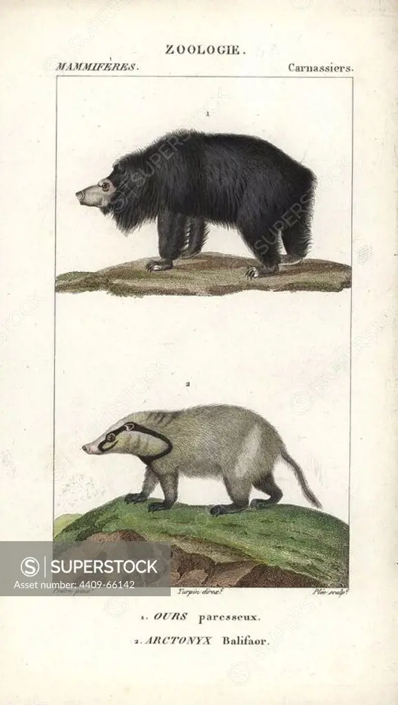 Sloth bear, Ursus ursinus (vulnerable) and hog badger, Arctonyx collaris (near threatened). Handcoloured copperplate stipple engraving from Frederic Cuvier's "Dictionary of Natural Science: Mammals," Paris, France, 1816. Illustration by J. G. Pretre, engraved by Plee, directed by Pierre Jean-Francois Turpin, and published by F.G. Levrault. Jean Gabriel Pretre (1780~1845) was painter of natural history at Empress Josephine's zoo and later became artist to the Museum of Natural History. Turpin (1775-1840) is considered one of the greatest French botanical illustrators of the 19th century.