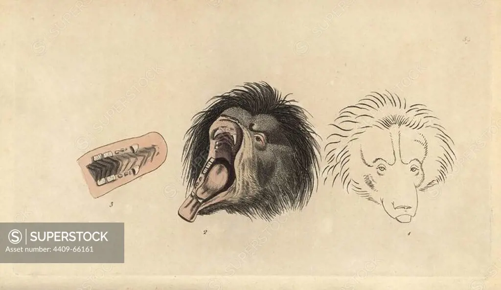 Ursiform sloth, ursine bradypus or sloth bear. Melursus ursinus (Bradypus ursinus) . Drawing by Mr. Catton, showing the bear's head, jaw and teeth.. Handcolored copperplate engraving from George Shaw and Frederick Nodder's "The Naturalist's Miscellany" 1790.. Frederick Polydore Nodder (1751~1801) was a gifted natural history artist and engraver. Nodder honed his draftsmanship working on Captain Cook and Joseph Banks' Florilegium and engraving Sydney Parkinson's sketches of Australian plants. He was made "botanic painter to her majesty" Queen Charlotte in 1785. Nodder also drew the botanical studies in Thomas Martyn's Flora Rustica (1792) and 38 Plates (1799). Most of the 1,064 illustrations of animals, birds, insects, crustaceans, fishes, marine life and microscopic creatures for the Naturalist's Miscellany were drawn, engraved and published by Frederick Nodder's family. Frederick himself drew and engraved many of the copperplates until his death. His wife Elizabeth is credited as pub