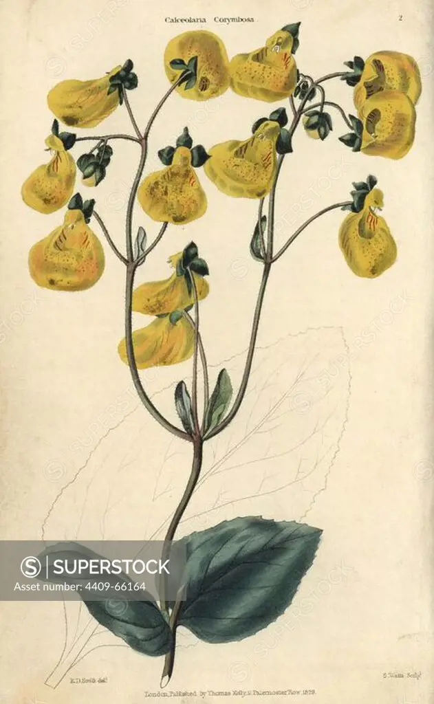 Yellow flowered Calceolaria corymbosa from Chile. Hand-colored illustration by E.D. Smith engraved by Watts from Charles McIntosh's "Flora and Pomona" 1829. McIntosh (1794-1864) was a Scottish gardener to European aristocracy and royalty, and author of many book on gardening. E.D. Smith was a botanical artist who drew for Robert Sweet, Benjamin Maund, etc.