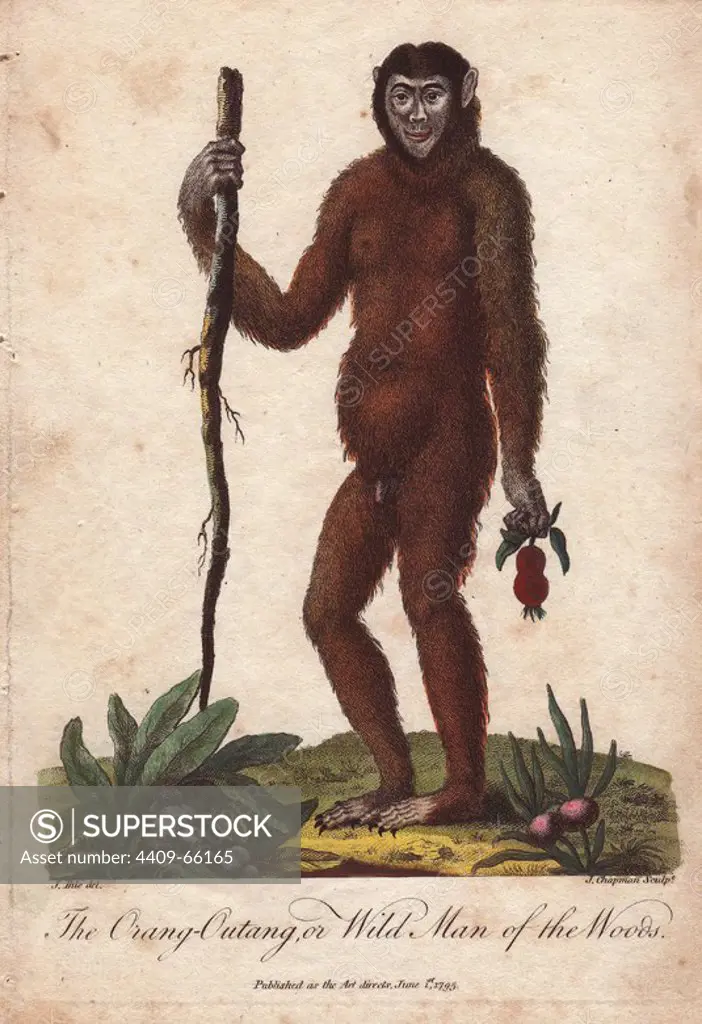 The Orang Utan or Wild Man of the Woods (Pongo pygmaeus) holding a stick.. Hand-colored copperplate engraving from a drawing by Johann Ihle from Ebenezer Sibly's "Universal System of Natural History" 1794. The prolific Sibly published his Universal System of Natural History in 1794~1796 in five volumes covering the three natural worlds of fauna, flora and geology. The series included illustrations of mythical beasts such as the sukotyro and the mermaid, and depicted sloths sitting on the ground (instead of hanging from trees) and a domesticated female orang utan wearing a bandana. The engravings were by J. Pass, J. Chapman and Barlow copied from original drawings by famous natural history artists George Edwards, Albertus Seba, Maria Sybilla Merian, and Johann Ihle.