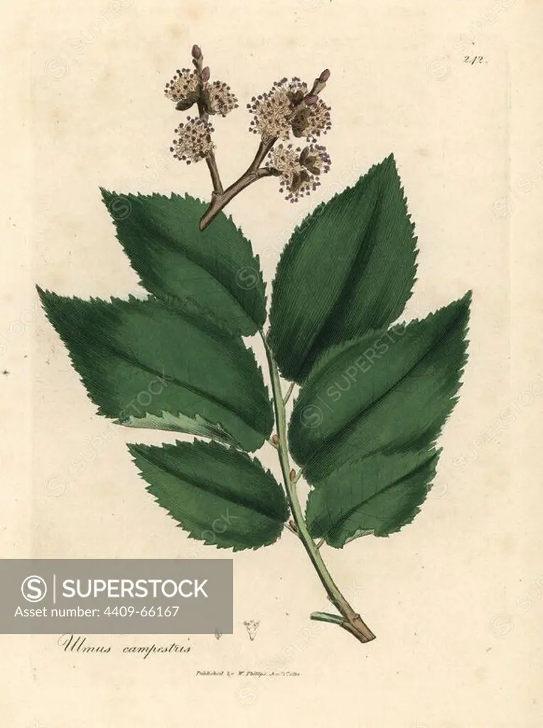 Leaves and flowers of the common elm tree, Ulmus campestris. Handcolored copperplate engraving from a botanical illustration by James Sowerby from William Woodville and Sir William Jackson Hooker's "Medical Botany" 1832. The tireless Sowerby (1757-1822) drew over 2,500 plants for Smith's mammoth "English Botany" (1790-1814) and 440 mushrooms for "Coloured Figures of English Fungi " (1797) among many other works.