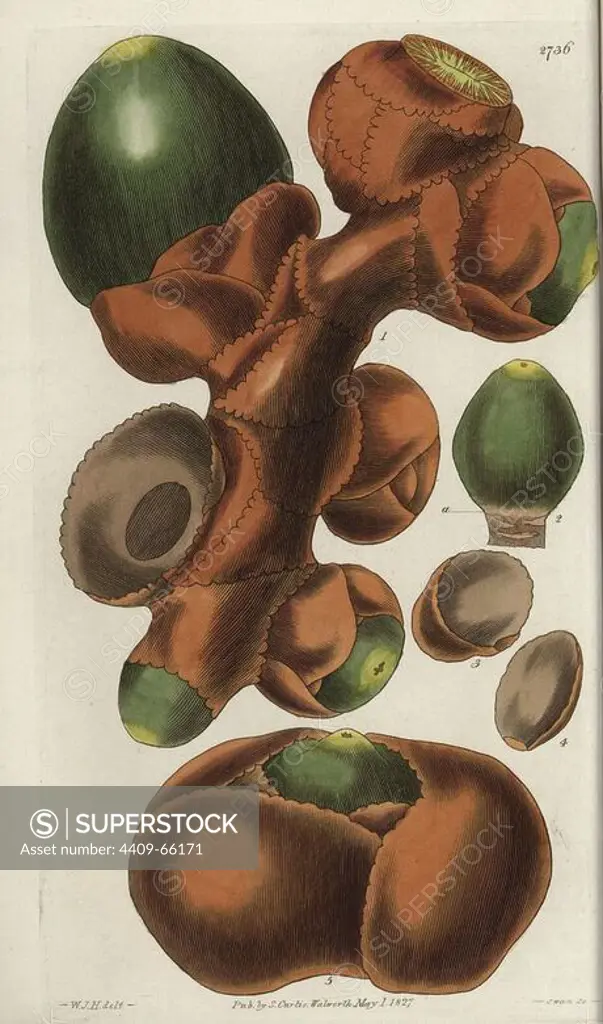 Spadix of the female double coconut or Seychelles-Island cocoa-nut at top, and unfertilized germen at bottom.. Illustration by WJ Hooker, engraved by Swan. Handcolored copperplate engraving from William Curtis's "The Botanical Magazine" 1827.. William Jackson Hooker (1785-1865) was an English botanist, writer and artist. He was Regius Professor of Botany at Glasgow University, and editor of Curtis' "Botanical Magazine" from 1827 to 1865. In 1841, he was appointed director of the Royal Botanic Gardens at Kew, and was succeeded by his son Joseph Dalton. Hooker documented the fern and orchid crazes that shook England in the mid-19th century in books such as "Species Filicum" (1846) and "A Century of Orchidaceous Plants" (1849). A gifted botanical artist himself, he wrote and illustrated "Flora Exotica" (1823) and several volumes of the "Botanical Magazine" after 1827.