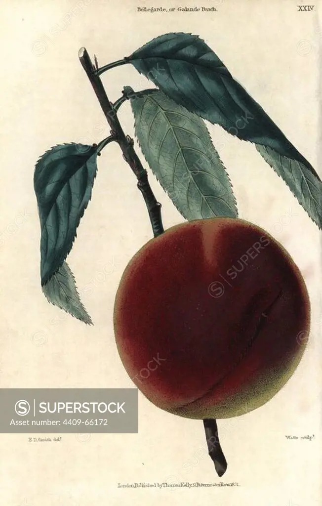 Ripe fruit and leaves of the Bellegarde or Galande Peach, Prunus persica. Hand-colored illustration by Edwin Dalton Smith engraved by Watts from Charles McIntosh's "Flora and Pomona" 1829. McIntosh (1794-1864) was a Scottish gardener to European aristocracy and royalty, and author of many book on gardening. E.D. Smith was a botanical artist who drew for Robert Sweet, Benjamin Maund, etc.