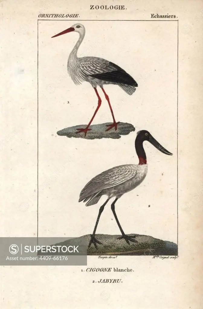 White stork, Ciconia ciconia, and jabiru, Jabiru mycteria. Handcoloured copperplate stipple engraving from Dumont de Sainte-Croix's "Dictionary of Natural Science: Ornithology," Paris, France, 1816-1830. Illustration by J. G. Pretre, engraved by Miss Coignet, directed by Pierre Jean-Francois Turpin, and published by F.G. Levrault. Jean Gabriel Pretre (1780~1845) was painter of natural history at Empress Josephine's zoo and later became artist to the Museum of Natural History. Turpin (1775-1840) is considered one of the greatest French botanical illustrators of the 19th century.