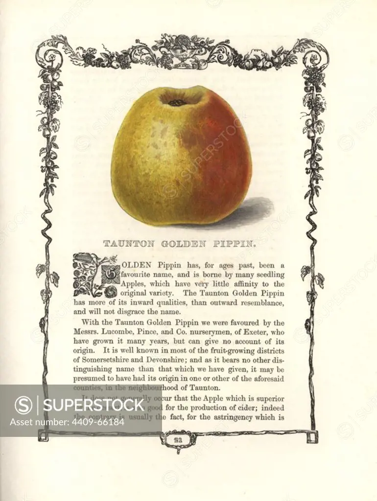 Taunton Golden Pippin apple, Malus domestica, within a Della Robbia ornamental frame with text below. Handcoloured woodblock engraving from Benjamin Maund's "The Fruitist," London, 1850, Groombridge and Sons. Maund (17901863) was a pharmacist, botanist, printer, bookseller and publisher of "The Botanic Garden" and "The Botanist.".