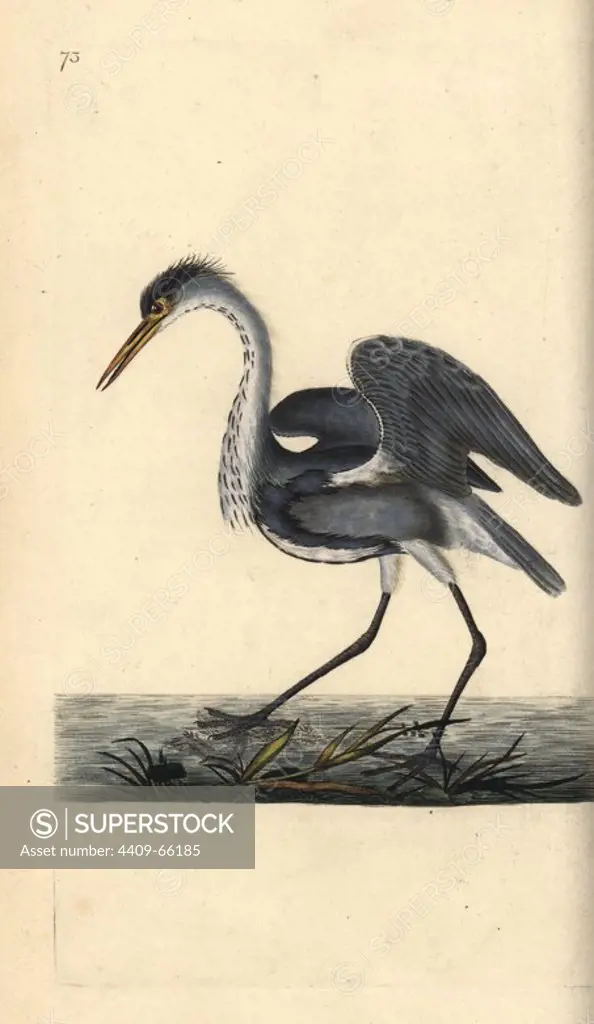 Grey heron, Ardea cinerea. Handcoloured copperplate drawn and engraved by Edward Donovan from his own "Natural History of British Birds," London, 1794-1819. Edward Donovan (1768-1837) was an Anglo-Irish amateur zoologist, writer, artist and engraver. He wrote and illustrated a series of volumes on birds, fish, shells and insects, opened his own museum of natural history in London, but later he fell on hard times and died penniless.